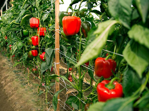 Лучшие сорта перцев для выращивания в теплице в 2023 году