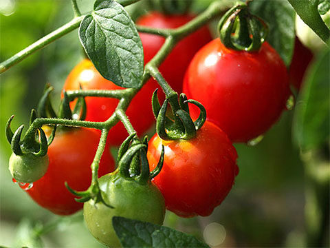 Лучшие сорта томатов для выращивания в теплице 2023 году